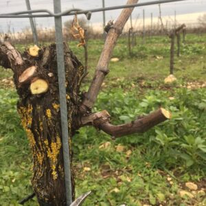 Taille douce au Domaine Gayrard