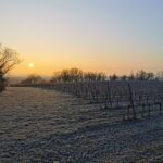 Levé du soleil sur les vignes du Domaine Gayrard