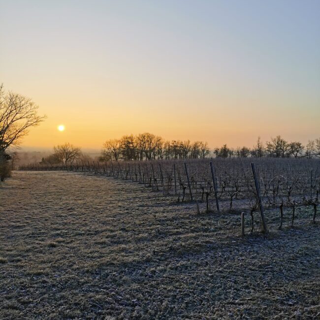 Levé du soleil sur les vignes du Domaine Gayrard