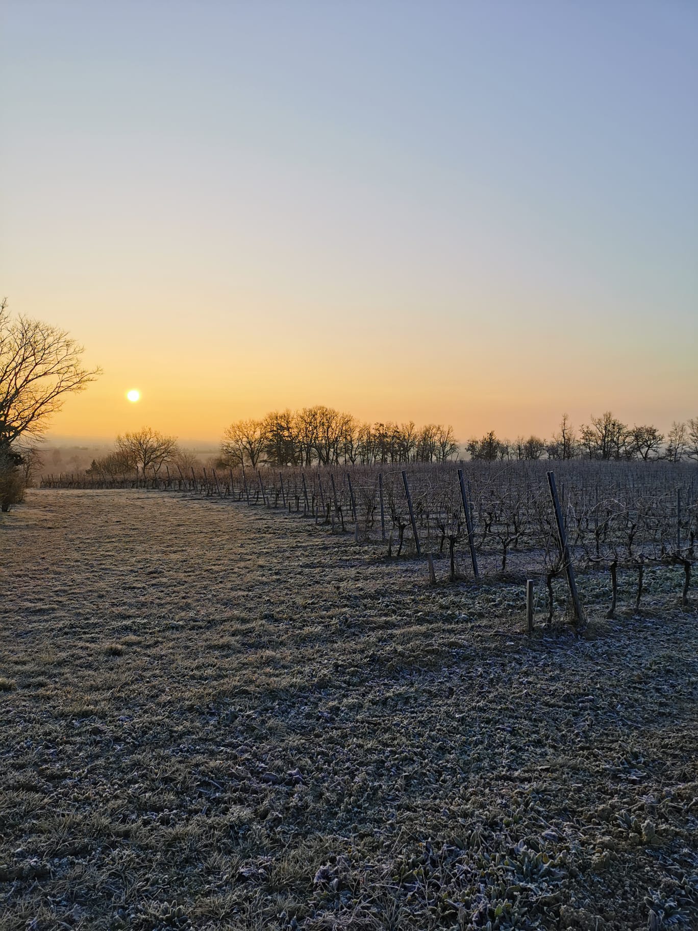 Levé du soleil sur les vignes du Domaine Gayrard