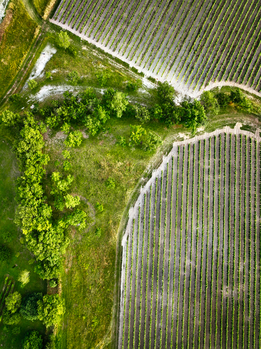 Vignoble en biodynamie à Gaillac